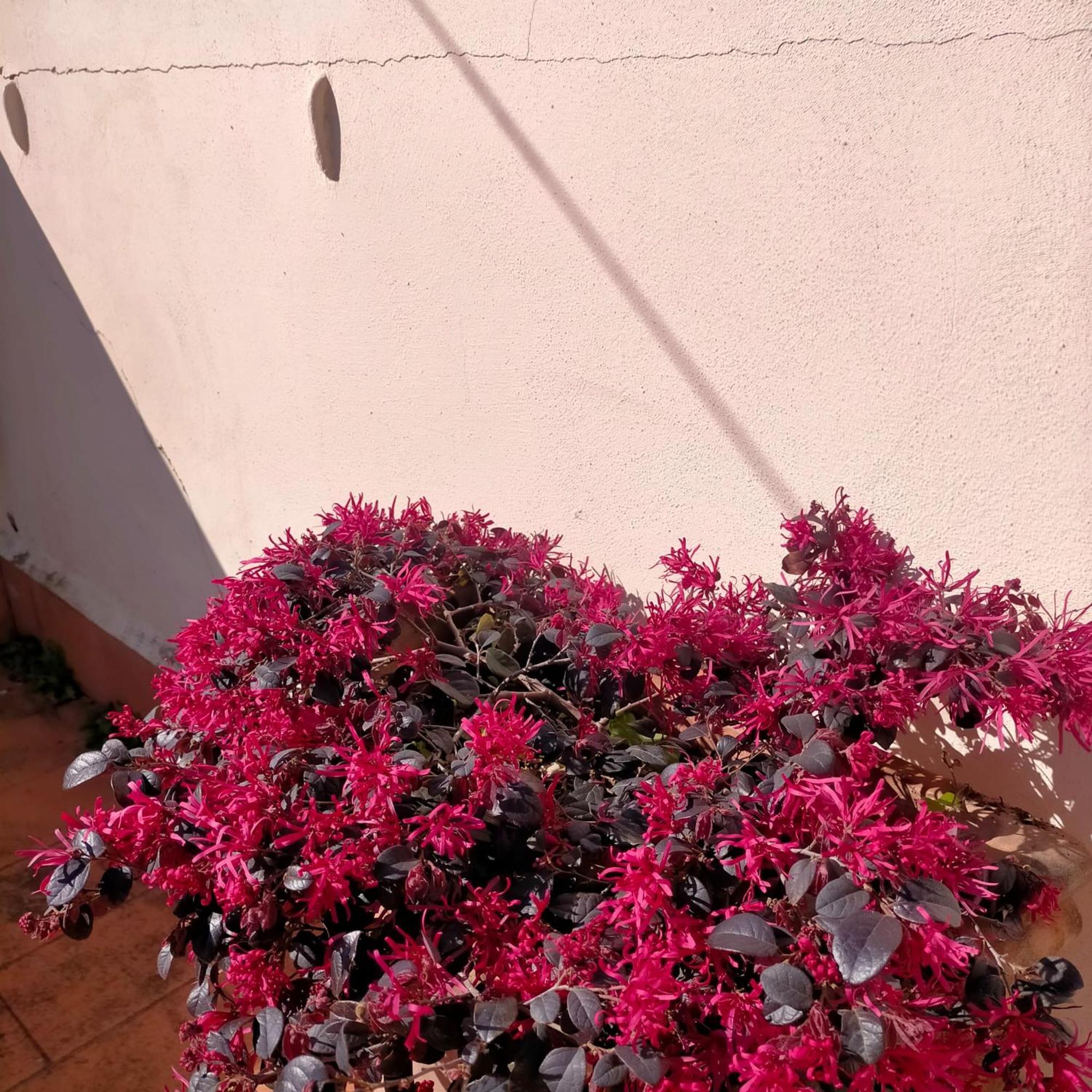 Jacopo's * Florença